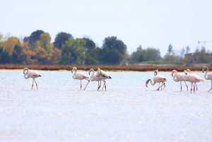 Naturalistic Kayak Class in Venice: training in the lagoon
