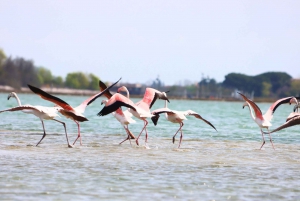 Nature Kayak Tour: Exploring Europe’s Largest Lagoon