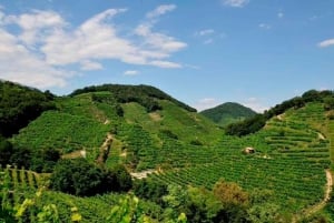 Private 7-Hour Prosecco Wine Tour from Venice or Padua