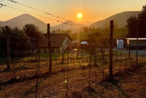 Tour privato dei vini delle colline veneziane