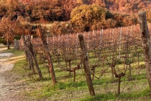 Tour privato dei vini delle colline veneziane