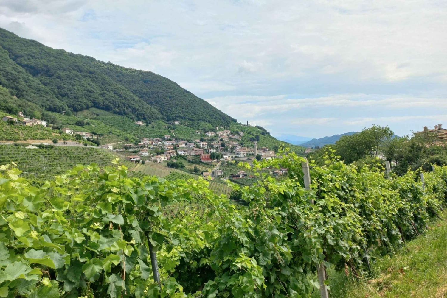 Prosecco-bakkerne: Dagstur fra Venedig og Treviso: 2 vingårde