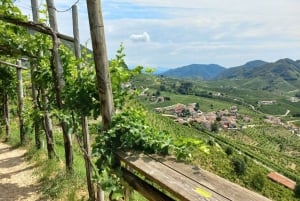 Prosecco-bakkerne: Dagstur fra Venedig og Treviso: 2 vingårde