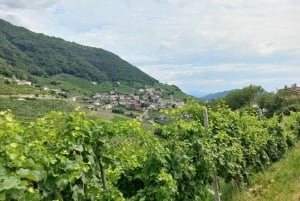 Prosecco-bakkerne: Dagstur fra Venedig og Treviso: 2 vingårde