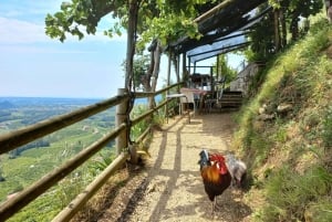 Prosecco-bakkerne: Dagstur fra Venedig og Treviso: 2 vingårde