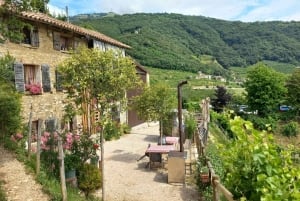 Prosecco-bakkerne: Dagstur fra Venedig og Treviso: 2 vingårde