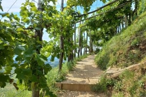 Prosecco-bakkerne: Dagstur fra Venedig og Treviso: 2 vingårde