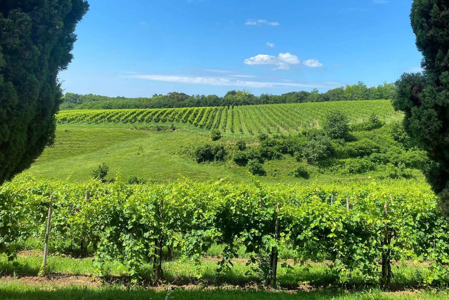 Prosecco Hills Private Tour All inclusive. 2 wineries+lunch