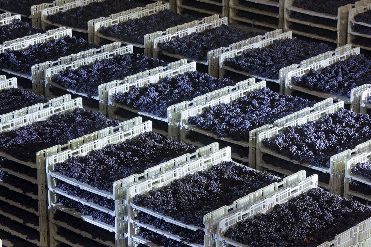 Dégustation de prosecco près de Venise