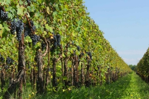 Dégustation de prosecco près de Venise