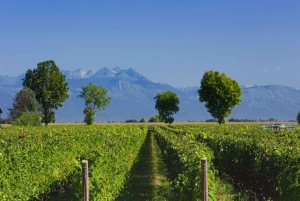 Prosecco Winery Tasting with Food Pairing near Venice