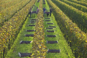 Prosecco Winery Tasting with Food Pairing near Venice