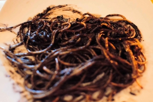 Tastes and Traditions of Venice: Rialto Market Tour