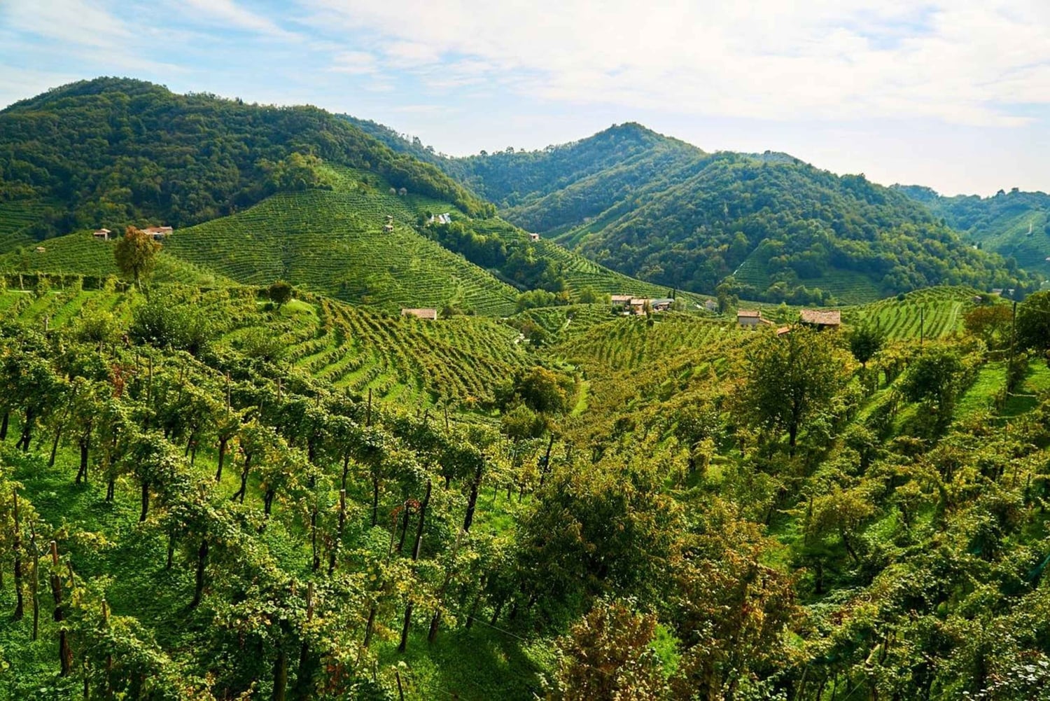 Valdobbiadene: Tour privado y cata de Prosecco con sumiller
