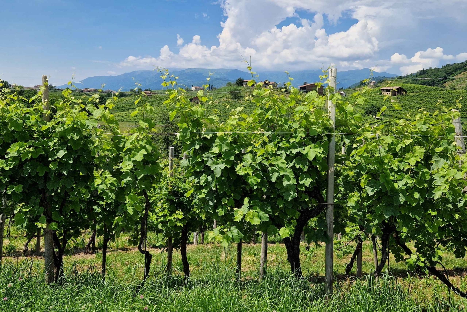 Valdobbiadene: Tour privado y cata de Prosecco con sumiller