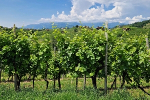 Valdobbiadene: Tour privado y cata de Prosecco con sumiller