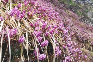 VENETSIA: BRAIES-, MISURINA- ja CORTINA-JÄRVET DRONELLA