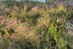 Venedig: Private Tour mit dem Boot nach Murano, Burano und Torcello