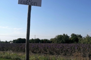 Venice: Bike Tour Honey & artichockes on Sant’Erasmo Island