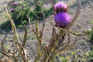 Venice: Bike Tour Honey & artichockes on Sant’Erasmo Island