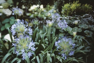 Venetsia: Redentoren luostaripuutarhan pääsylippu