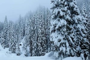 Venetië: Dolomieten dagtour met gids voor kleine groep