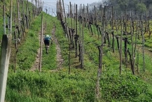 venice : Prosecco Hills Tour with tasting and wine!!
