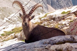 VENEDIG: Tur i Dolomittene, UNESCO-verdensarv, med dronevideo