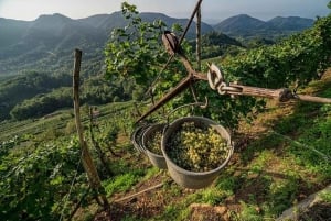 From Venice :Wine and Food tour in the Prosecco Hills