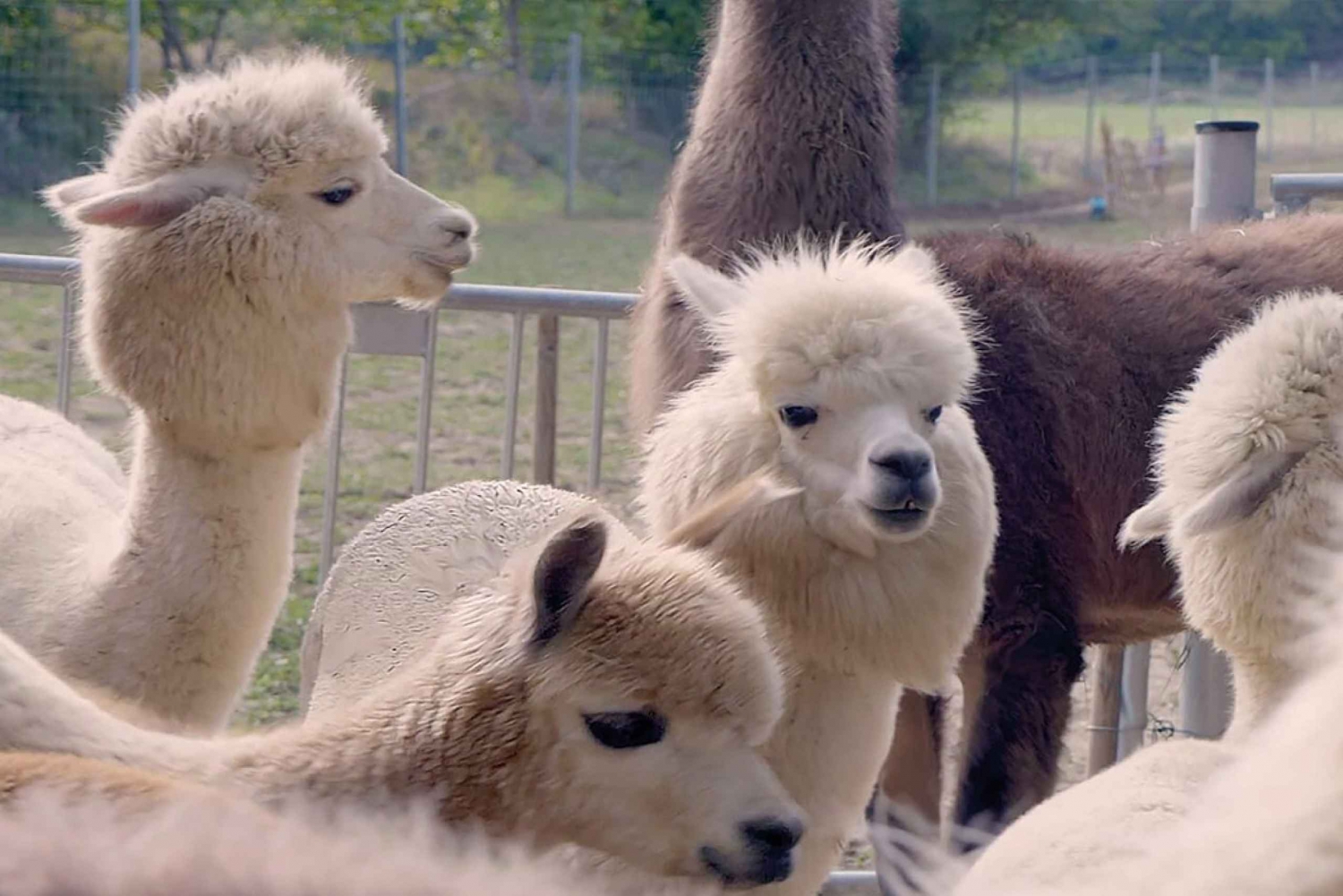 Alpaca & Llama vandretur Mödling Wien Østrig - Eksklusiv gruppe