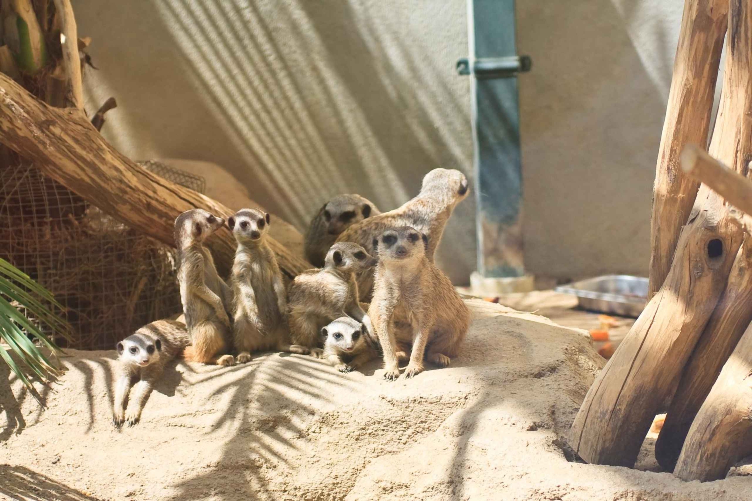 Elastyczny transport prywatny do zoo Schönbrunn w Wiedniu