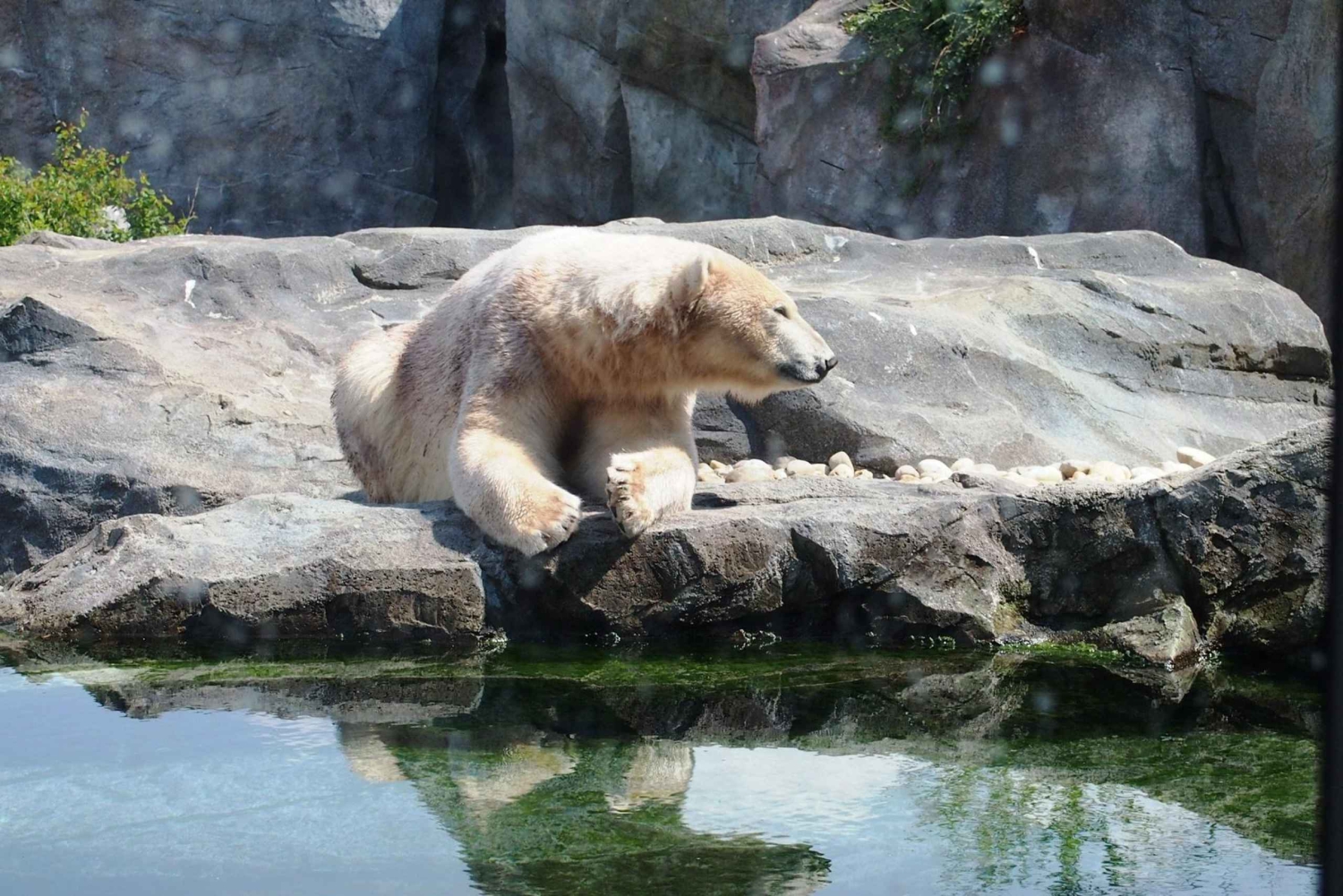 Elastyczny transport prywatny do zoo Schönbrunn w Wiedniu