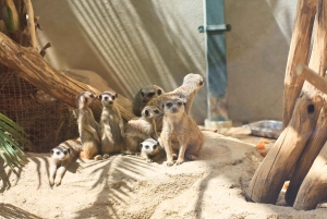 Elastyczny transport prywatny do zoo Schönbrunn w Wiedniu