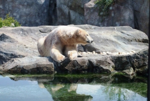 Elastyczny transport prywatny do zoo Schönbrunn w Wiedniu