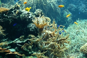 Elastyczny transport prywatny do zoo Schönbrunn w Wiedniu