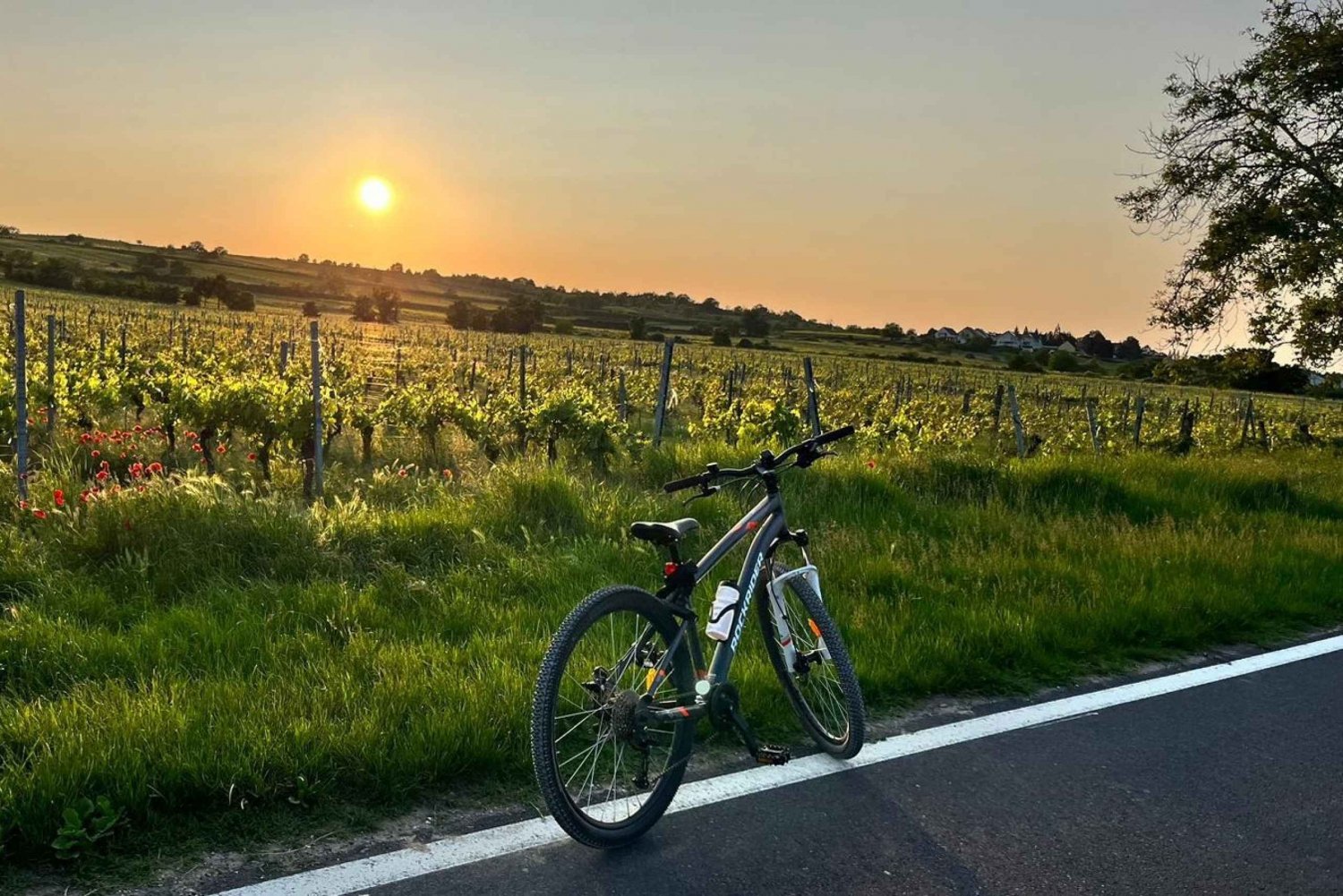 De Viena: Passeio de bicicleta e degustação de vinhos em Burgenland