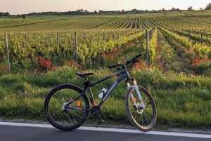 De Viena: Passeio de bicicleta e degustação de vinhos em Burgenland