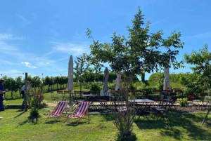 From Vienna: Half-day Countryside Wine Tour with Meal