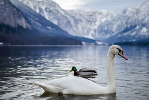 Vanuit Wenen: dagtrip naar Hallstatt en Salzburg met gids