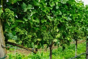 From Vienna: Wachau Valley Day Tour with Wine Tasting