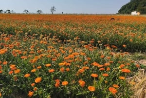 私たちと一緒に南モラビアを満喫しましょう。6時間ツアーです。