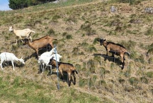 私たちと一緒に南モラビアを満喫しましょう。6時間ツアーです。