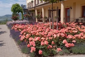 私たちと一緒に南モラビアを満喫しましょう。6時間ツアーです。