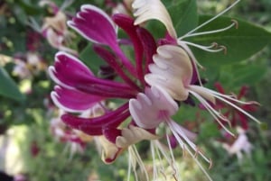 Conhece a Morávia do Sul connosco. Passeio de 6 horas.