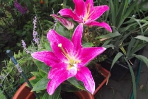 Conhece a Morávia do Sul connosco. Passeio de 6 horas.