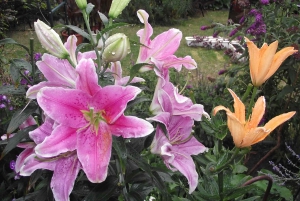 Conhece a Morávia do Sul connosco. Passeio de 6 horas.