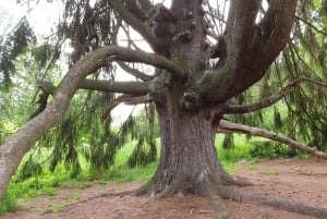 Conhece a Morávia do Sul connosco. Passeio de 6 horas.