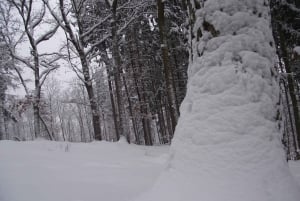 Conhece a Morávia do Sul connosco. Passeio de 6 horas.