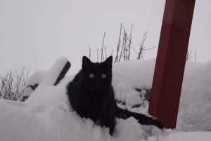 Conhece a Morávia do Sul connosco. Passeio de 6 horas.