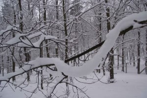 Conhece a Morávia do Sul connosco. Passeio de 6 horas.